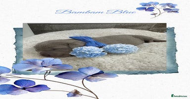 Mastiff dogs - Advert 11