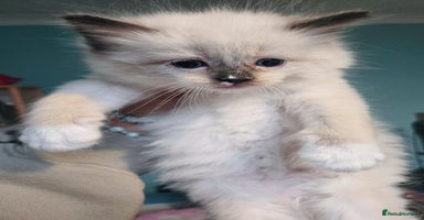Ragdoll cats - Advert 14