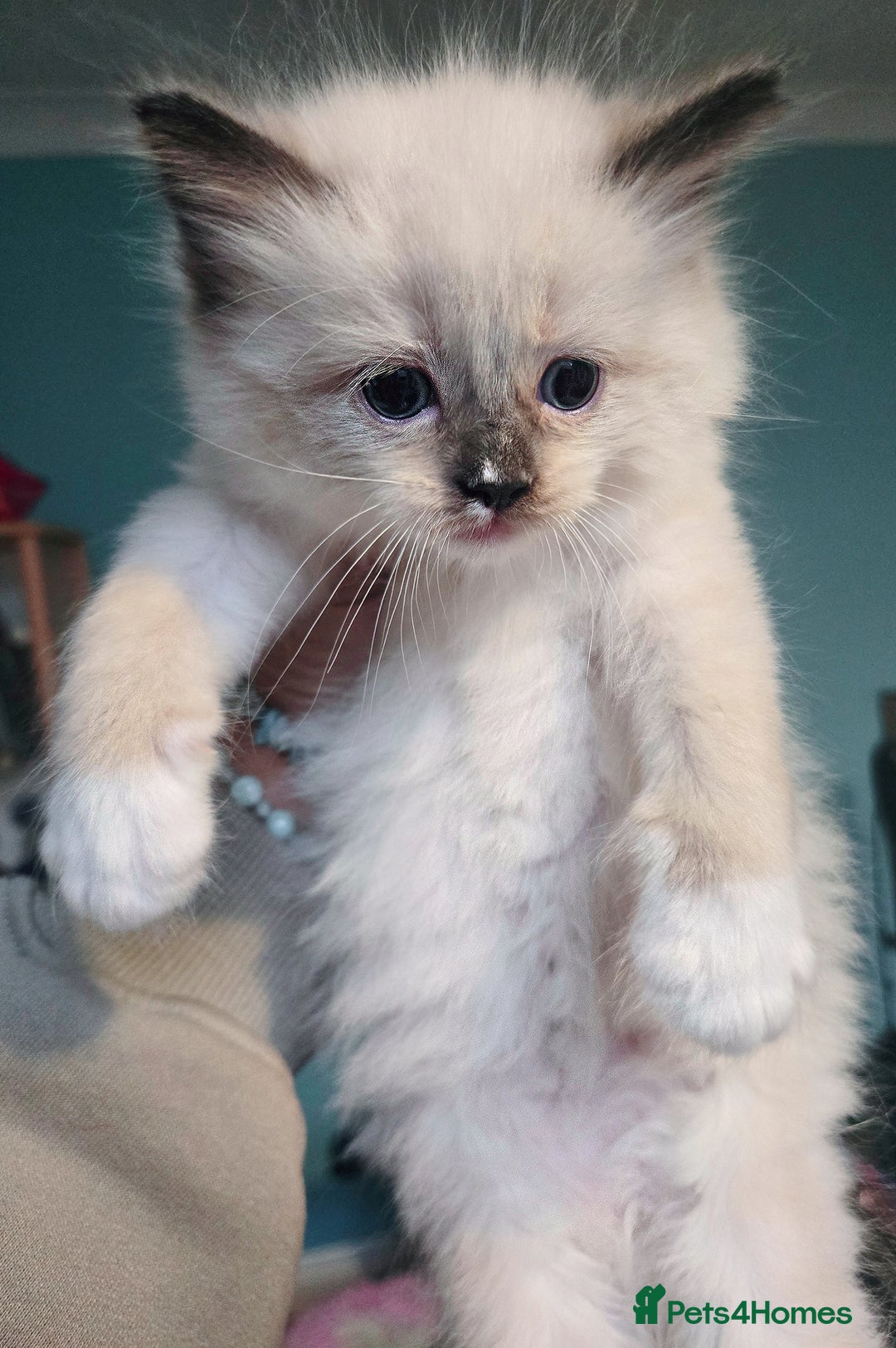 Ragdoll cats for sale: Beautiful purebred mitted ragdoll kittens - Image 2