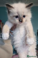 Ragdoll cats - Advert 14