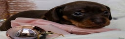 Miniature Dachshund dogs for sale: Chocolate and tan miniature dachshunds  - Advert 7