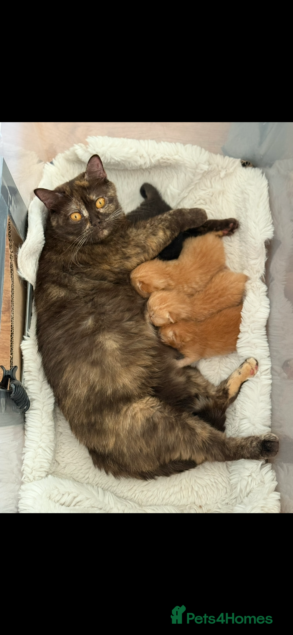 British Shorthair cats Adorable GCCF registered British Shorthair  - Advert 2