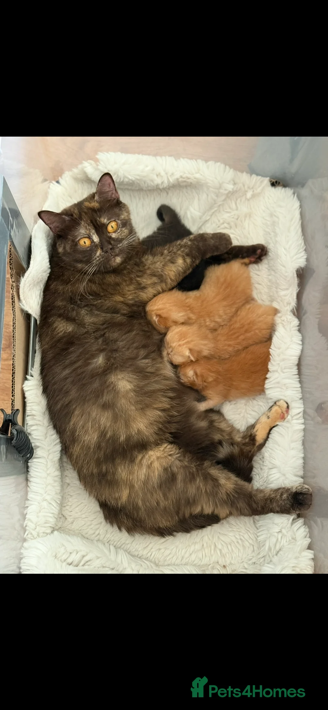 British Shorthair cats for sale: Adorable GCCF registered British Shorthair  in Stafford - Advert 2
