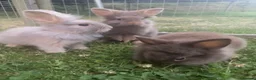 Lionhead rabbits for sale: 🐰 Adorable Lionhead Bunnies for Sale 🐰 - Advert 2
