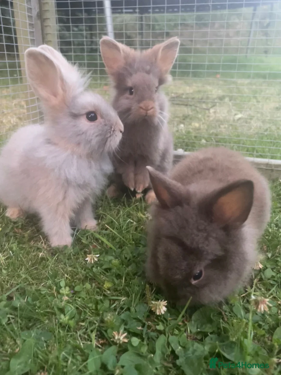 Lionhead rabbits for sale: 🐰 Adorable Lionhead Bunnies for Sale 🐰 - Advert 2