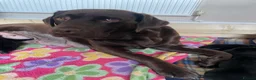 Labrador Retriever dogs for sale: KC registered black Labrador puppies  in Mansfield - Advert 9