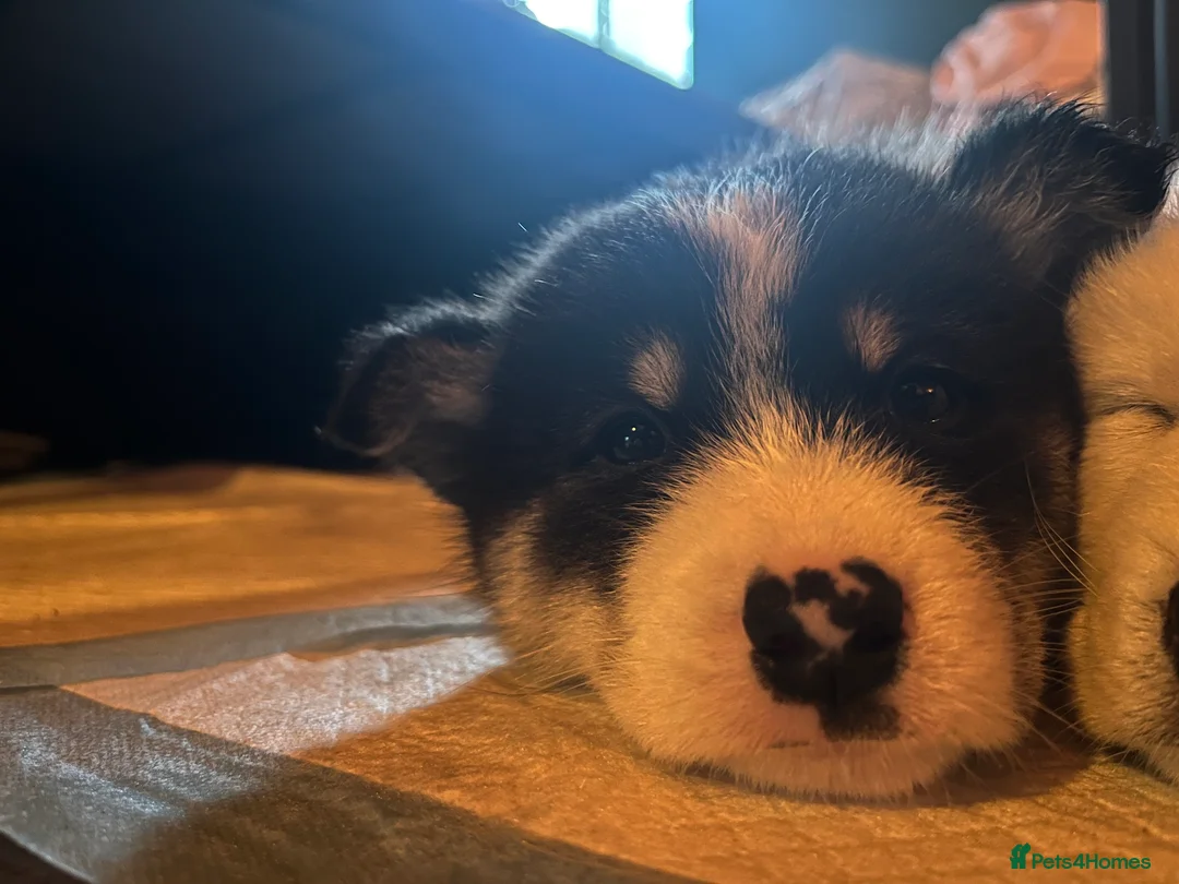 Mixed Breed dogs for sale: Samsky   - Advert 5