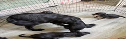 Cocker Spaniel dogs for sale: Beautiful Cocker Spaniel Puppies  in Helston - Advert 2