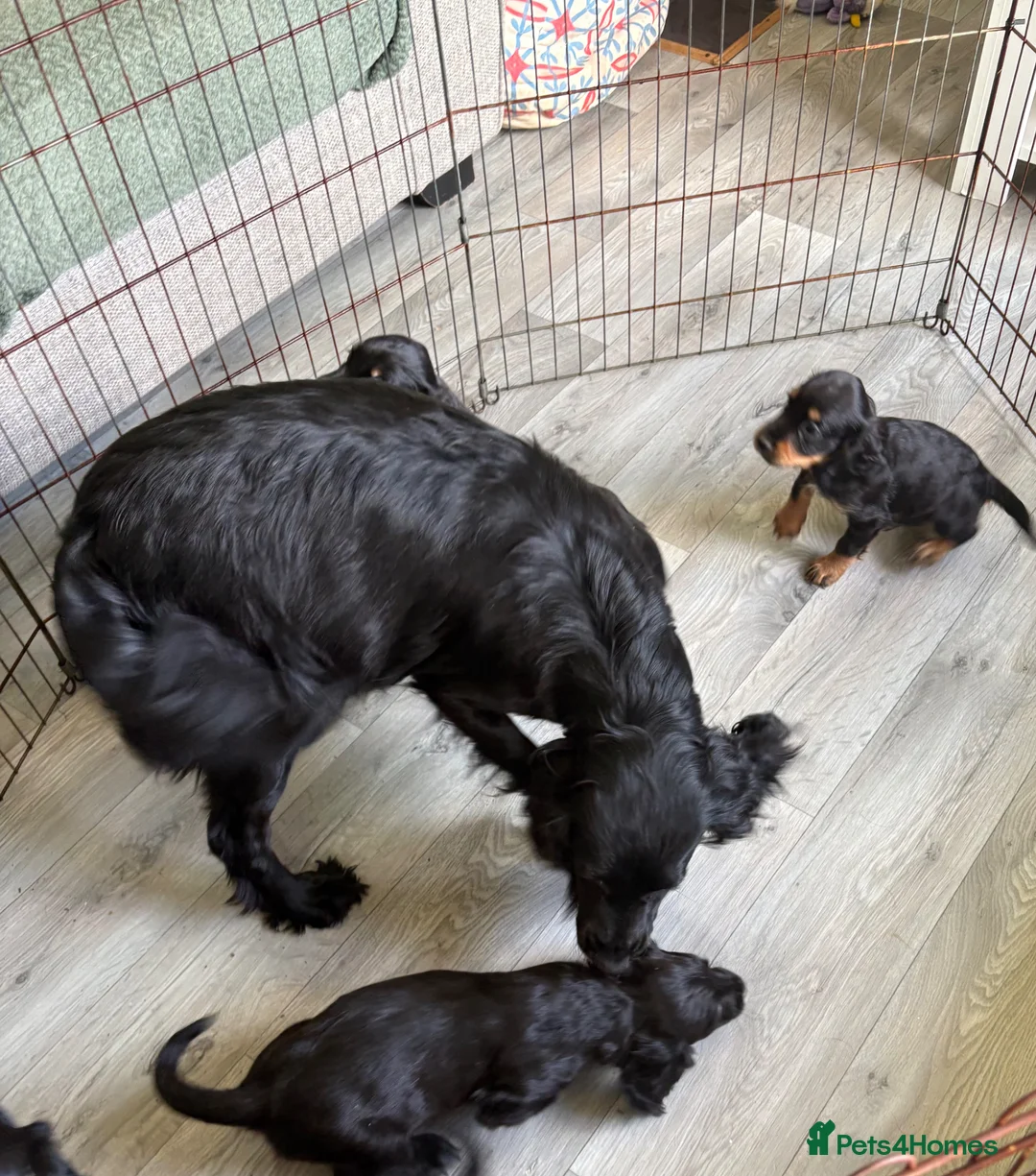 Cocker Spaniel dogs for sale: Beautiful Cocker Spaniel Puppies  in Helston - Advert 2