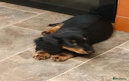 Miniature Dachshund dogs for sale: Handsome quality long haired male available  - Image 10