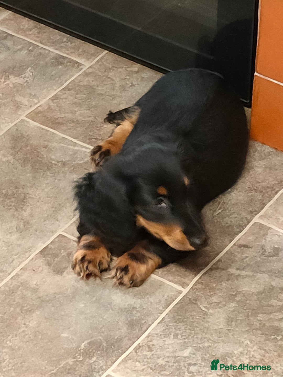 Miniature Dachshund dogs for sale: Handsome quality long haired male available  - Image 10