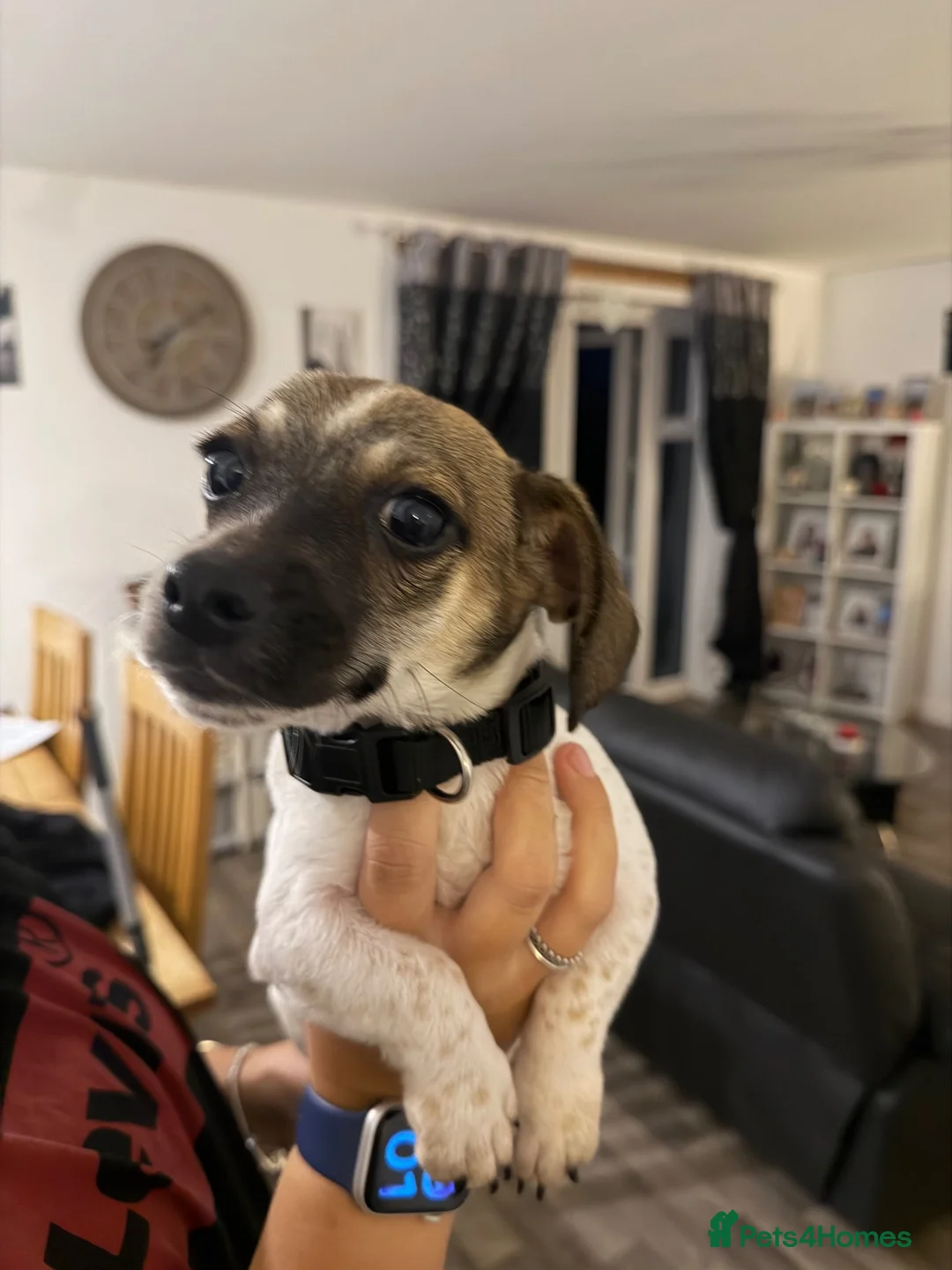 Mixed Breed dogs for sale: Dachshund x - Advert 2
