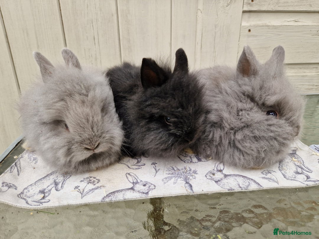 Lionhead rabbits for sale: Purebred Lionhead Rabbits  - Advert 1