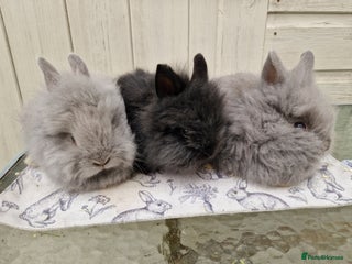 Lionhead rabbits Purebred Lionhead Rabbits - Advert 8