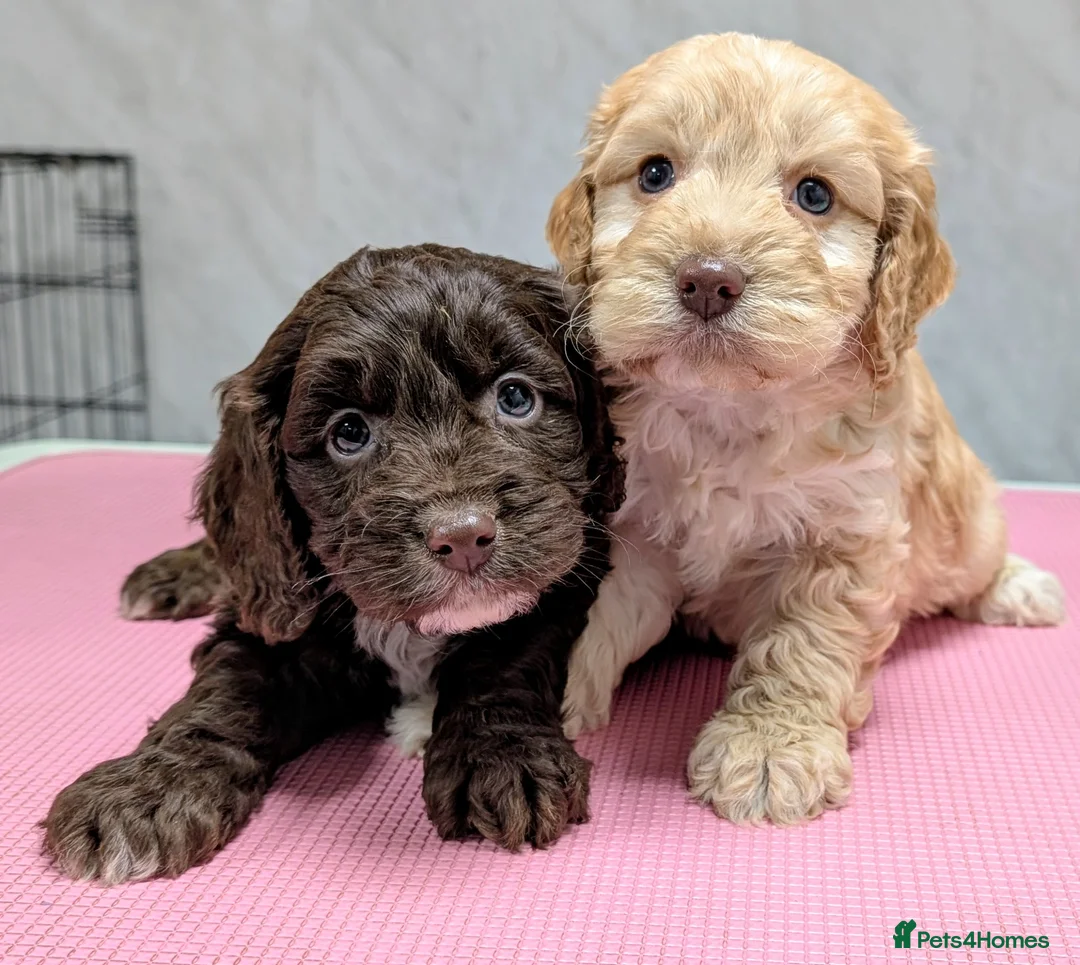 Cockapoo dogs for sale: Licensed breeder, health tested F1 cockapoo pups - Advert 29