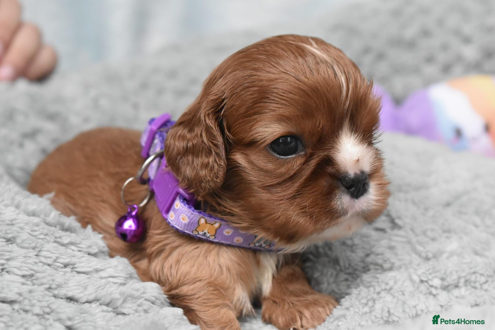 Cavalier King Charles Spaniel dogs Health Tested- Cavalier King Charles Spaniel - Advert 3
