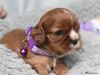 Cavalier King Charles Spaniel dogs Health Tested- Cavalier King Charles Spaniel - Advert 3