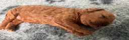 Cockapoo dogs for sale: PUPPIES NOW RESERVED.WAITLIST OPEN FOR JUNE LITTER - Advert 5