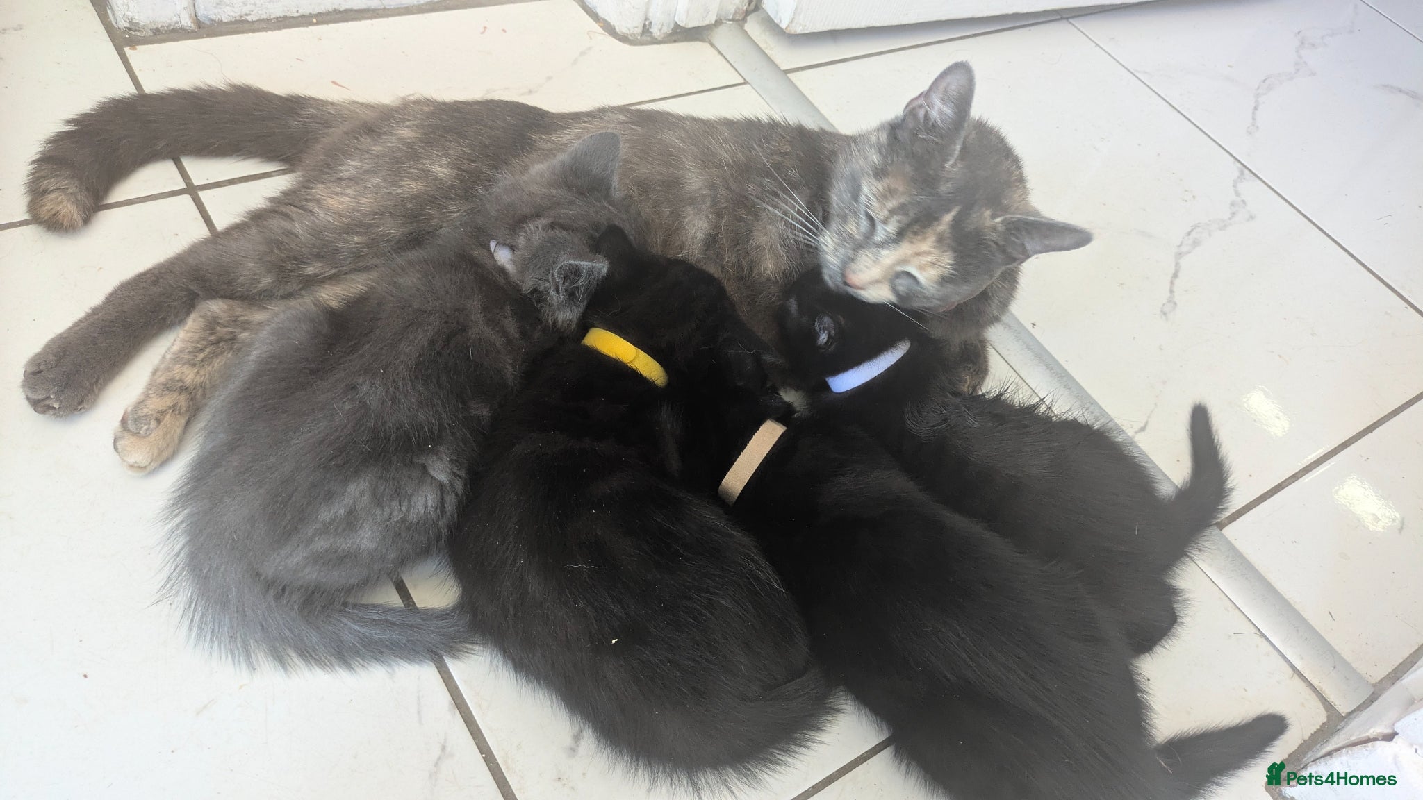 Mixed Breed cats 4 8 week old kittens ready for rehoming - Advert 4