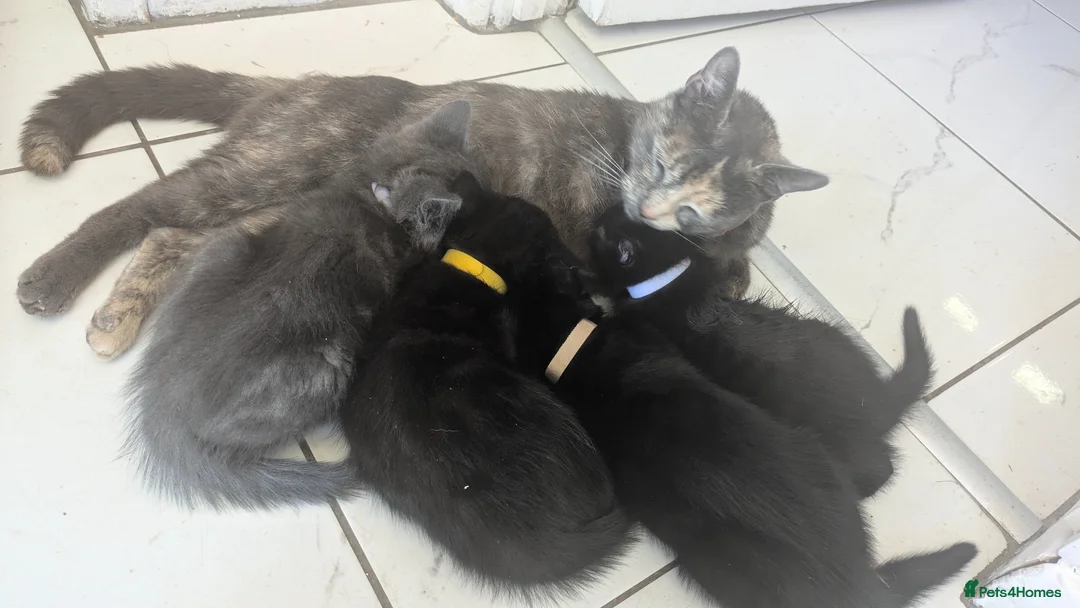 Mixed Breed cats for sale: 4 8 week old kittens ready for rehoming - Advert 1