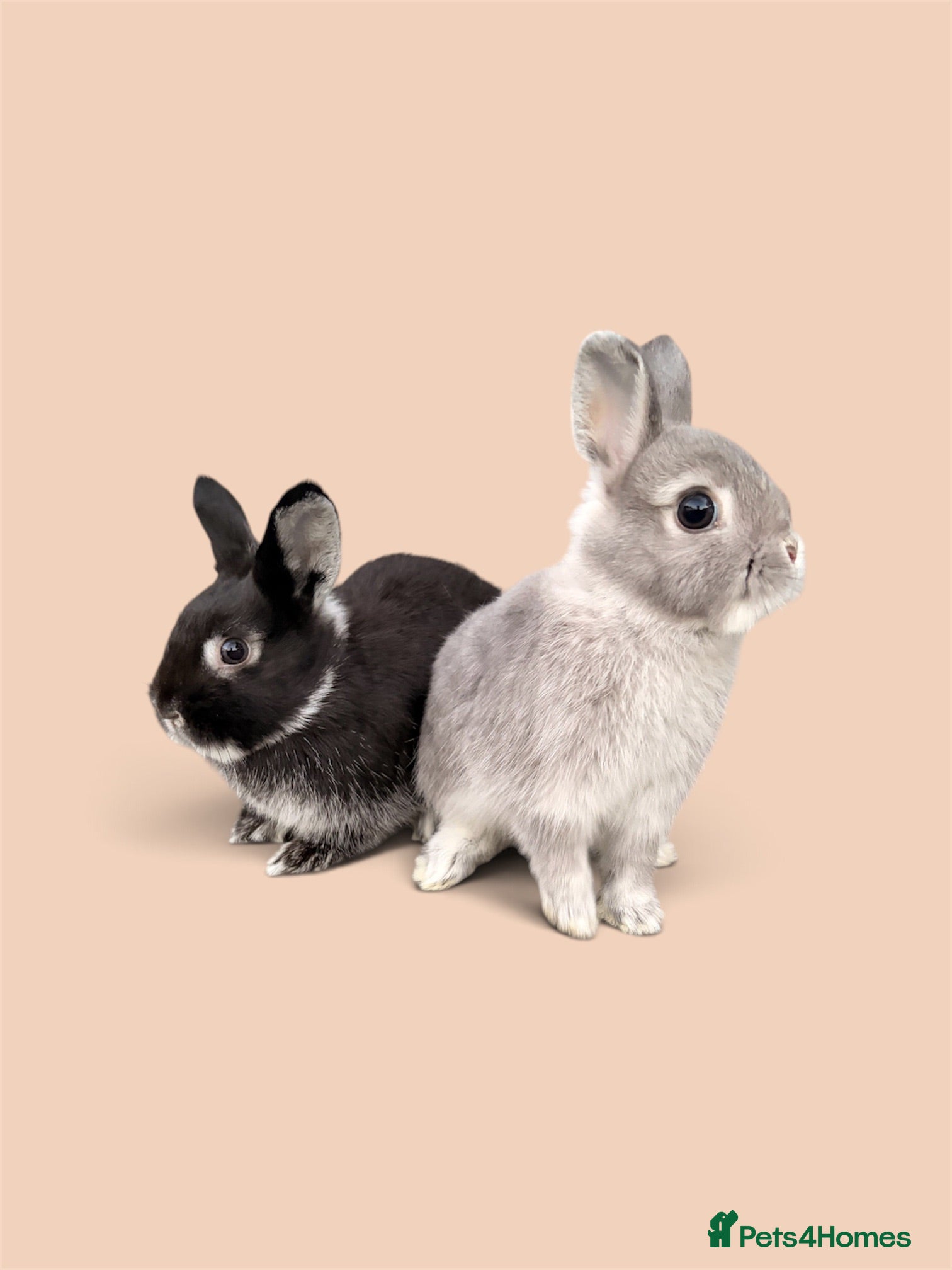 Netherland Dwarf rabbits STUNNING TAME PUREBRED NETHERLAND DWARF BOYS - Advert 1