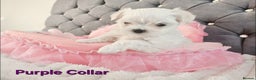 Maltese dogs for sale: 4 Exceptional Maltese Girl Puppies**KC REGISTER** - Advert 7