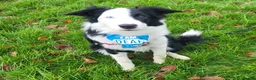 Border Collie dogs for sale: Callie needs a new home  - Advert 14
