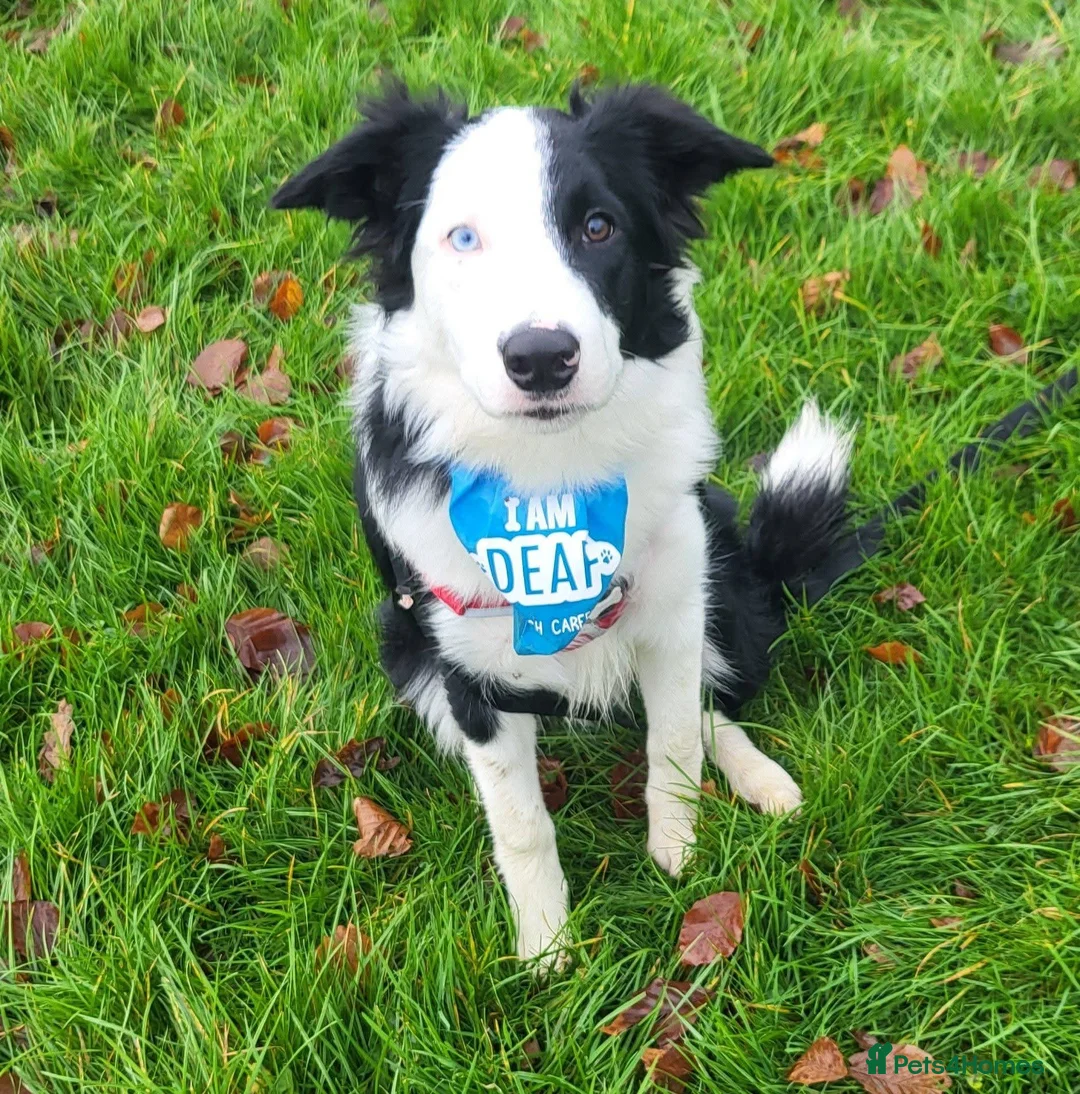 Border Collie dogs for sale: Callie needs a new home  - Advert 14