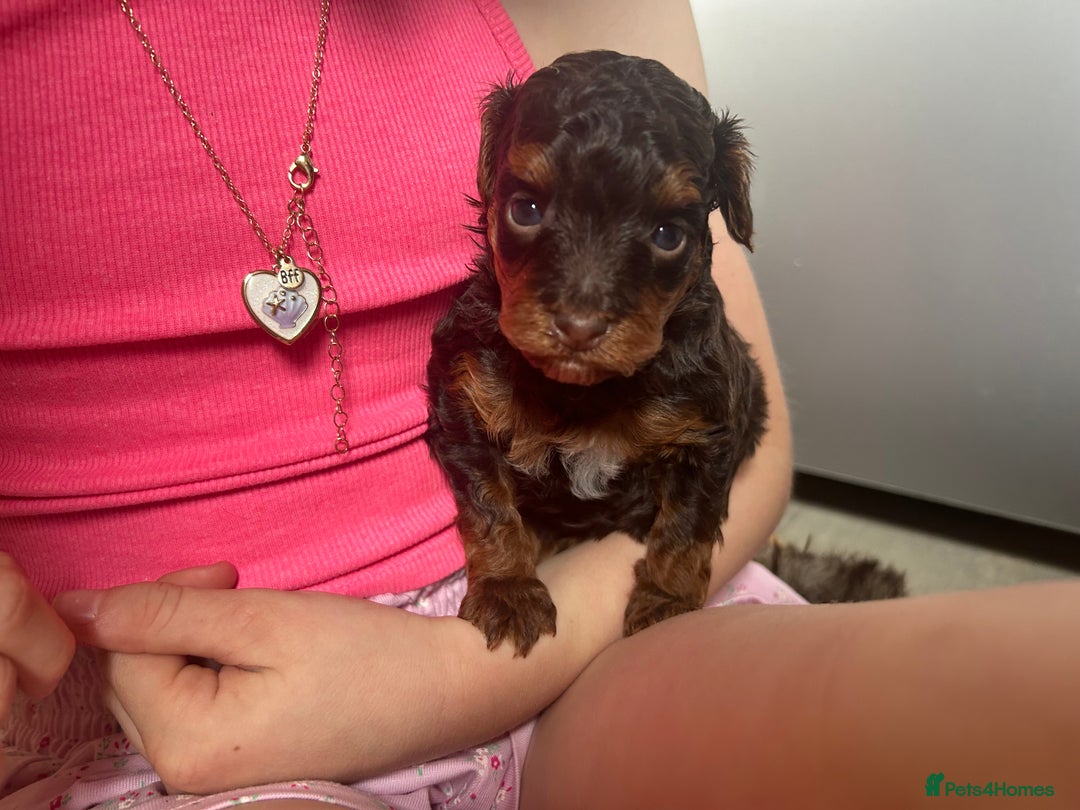 Mixed Breed dogs for sale: Shihpoo puppies - Image 5