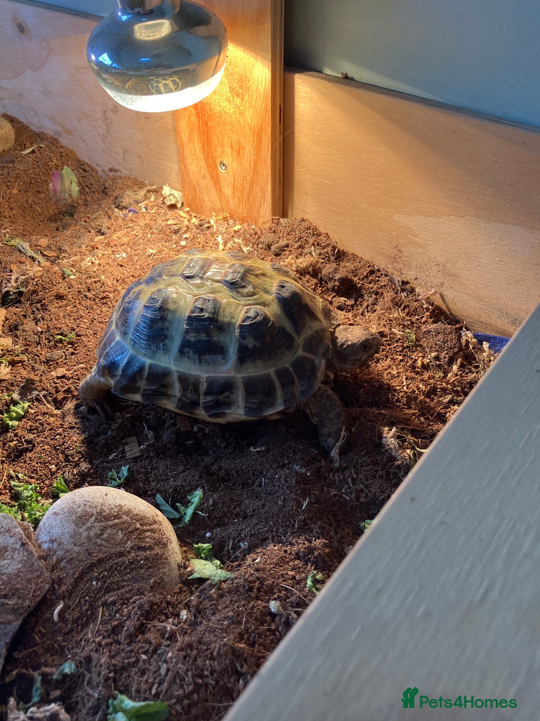 Tortoise reptiles for sale: Horsefield Tortoise looking for new home  - Image 2