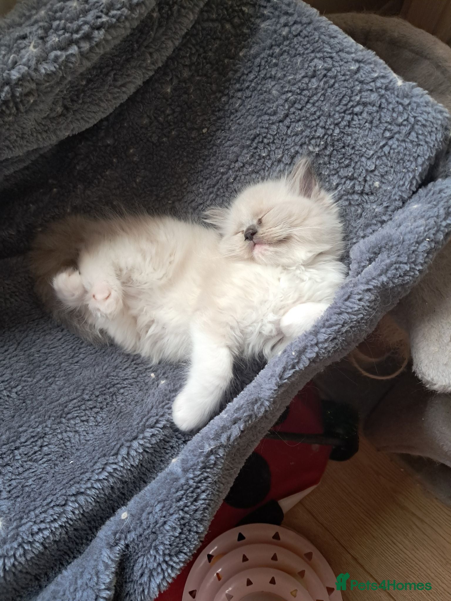 Ragdoll cats Ready NOW 3 amazing GCCF Ragdolls - Advert 17