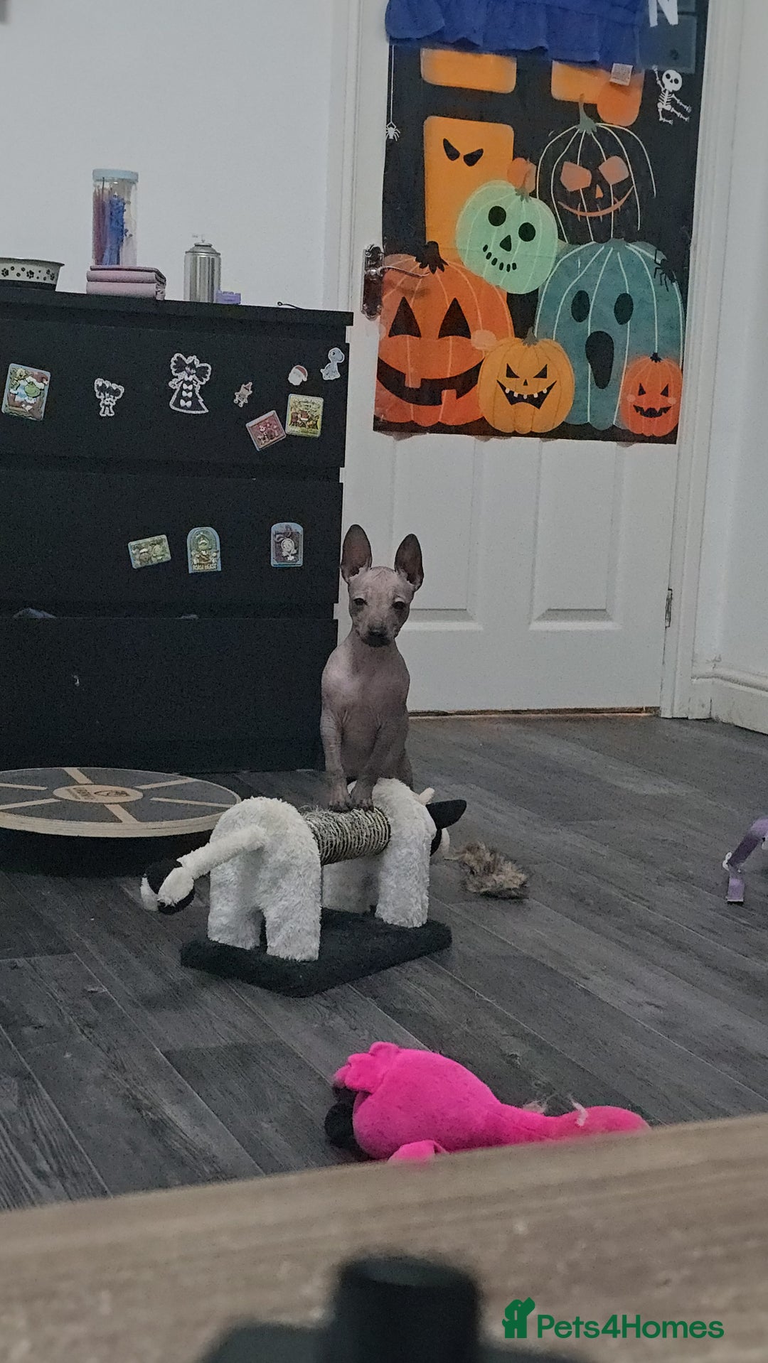 Mexican Hairless dogs for sale: XOLO Last two boys RKC registered.Liver and black  - Advert 7