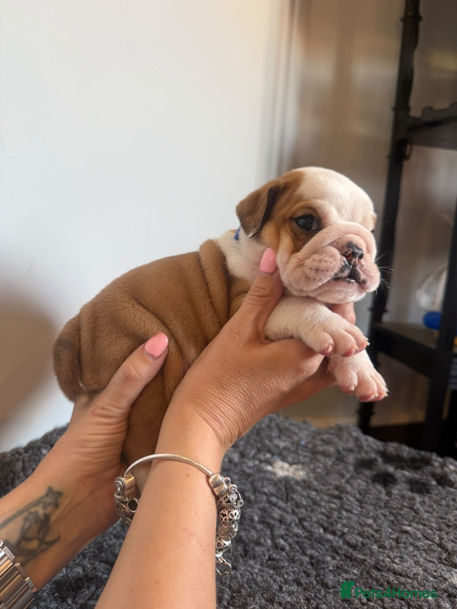 English Bulldog dogs Health tested Kc traditional red & white bulldogs - Advert 2