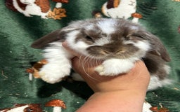 Mini Lop rabbits for sale: Beautiful True to Type Baby Mini Lops  - Image 9