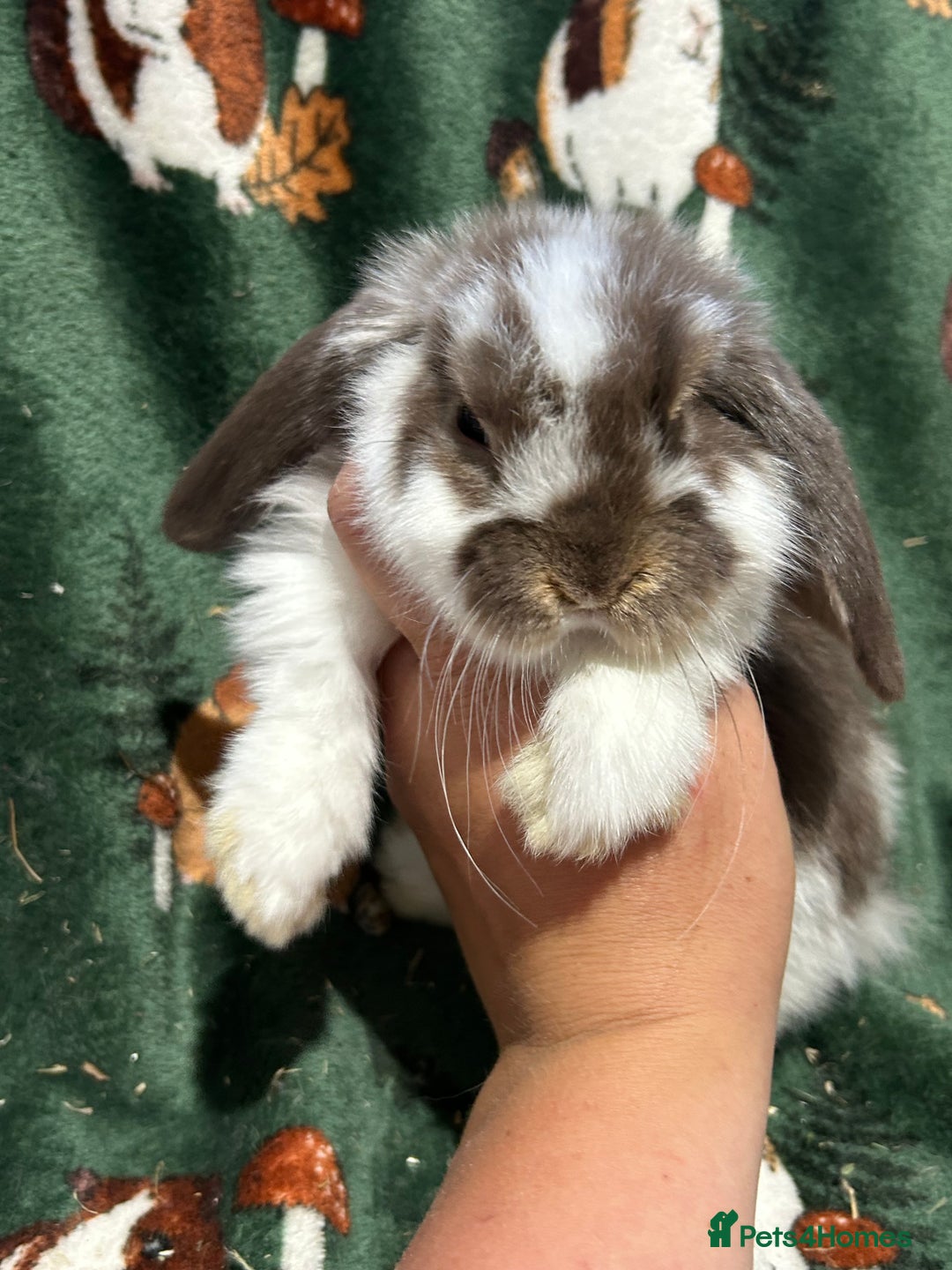 Mini Lop rabbits for sale: Beautiful True to Type Baby Mini Lops  - Image 9