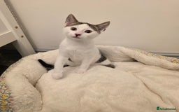 Mixed Breed cats for sale: 1 boy 4 girls ready for new homes.  - Image 2