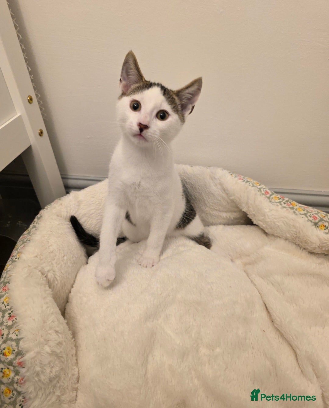 Mixed Breed cats for sale: 1 boy 4 girls ready for new homes.  - Image 2