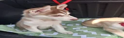 Siberian Husky dogs for sale: Husky puppies ready to leave now  - Advert 5