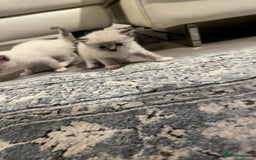 Ragdoll cats for sale: Ragdoll kittens  - Image 27