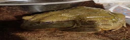Frog reptiles for sale: Giant African bullfrog (TREVOR) - Advert 7