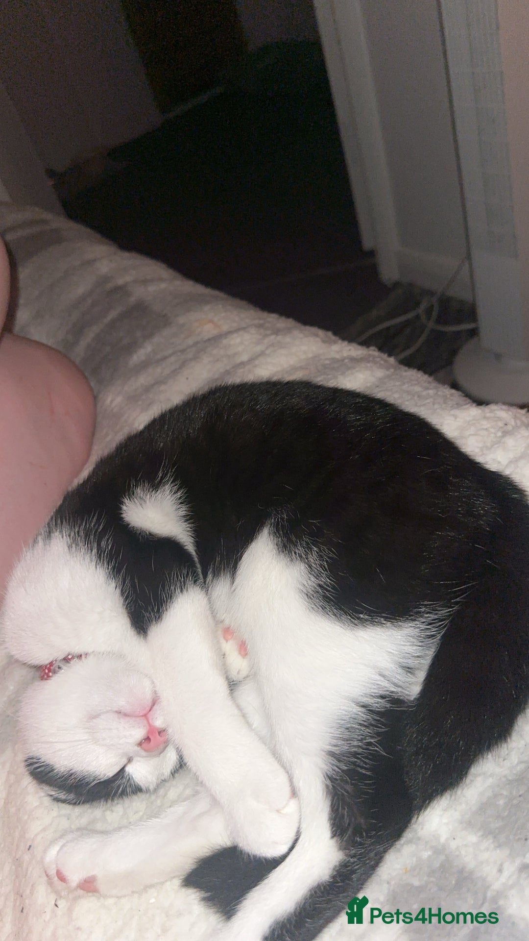 British Shorthair cats for sale: Miso for sale   🐱 - Advert 4