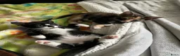 Mixed Breed cats for sale: 5 lovely kittens 🐾 - Advert 35