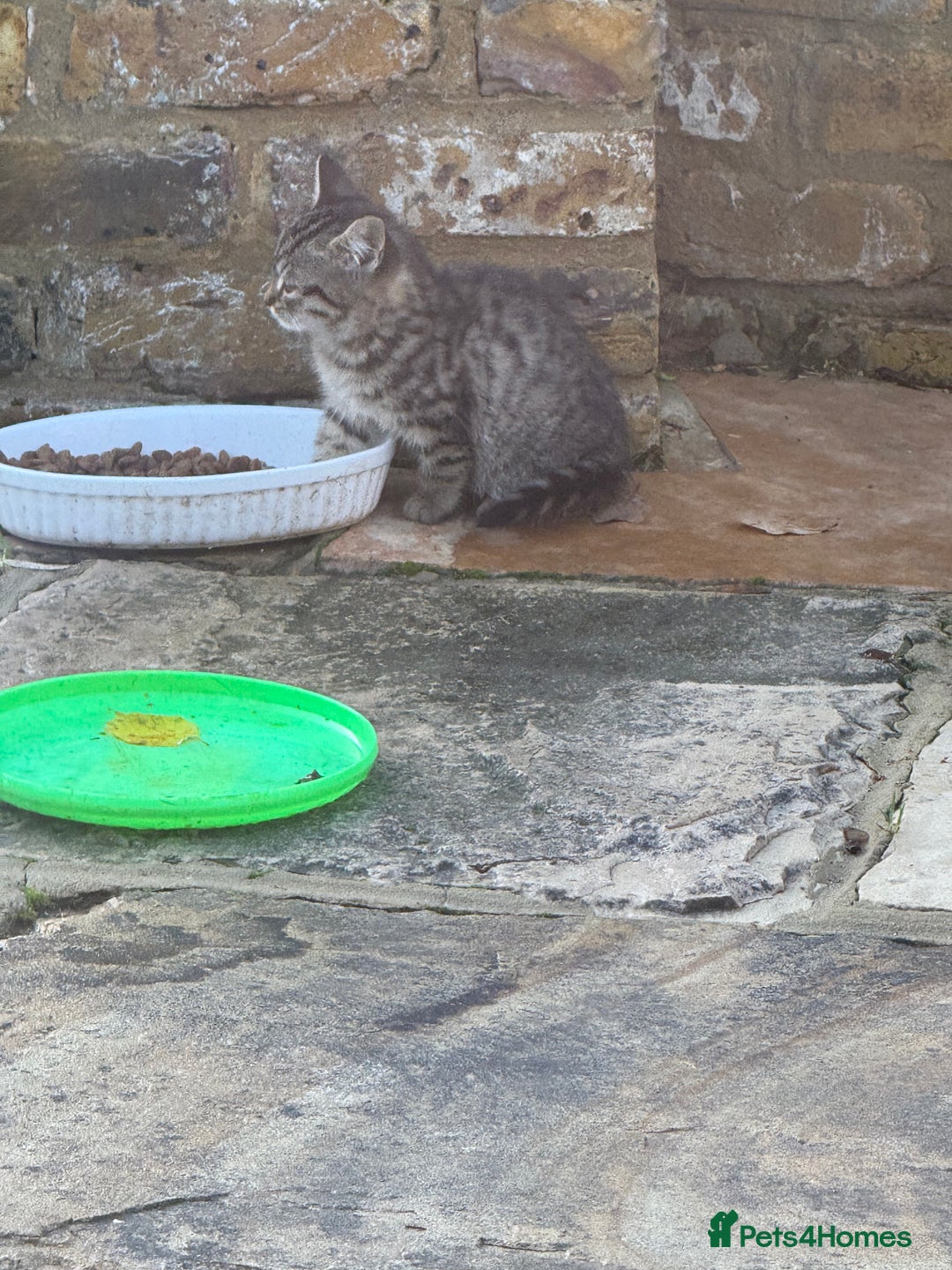 Domestic Shorthair cats for sale: Beautiful family kitties  - Advert 3