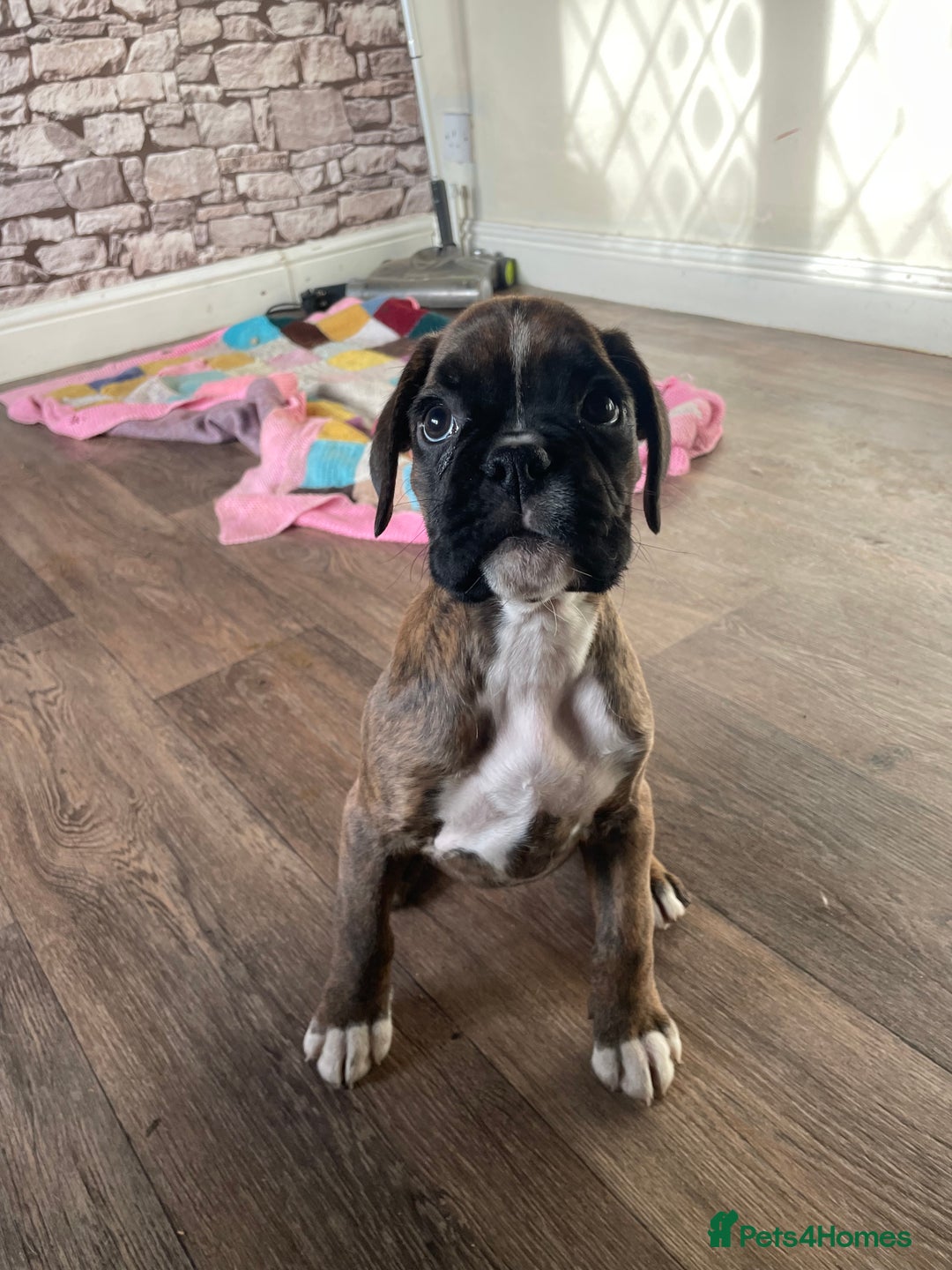 Boxer dogs for sale: ASTONISHING KC REGISTERED BOXER PUPPIES!  - Advert 8