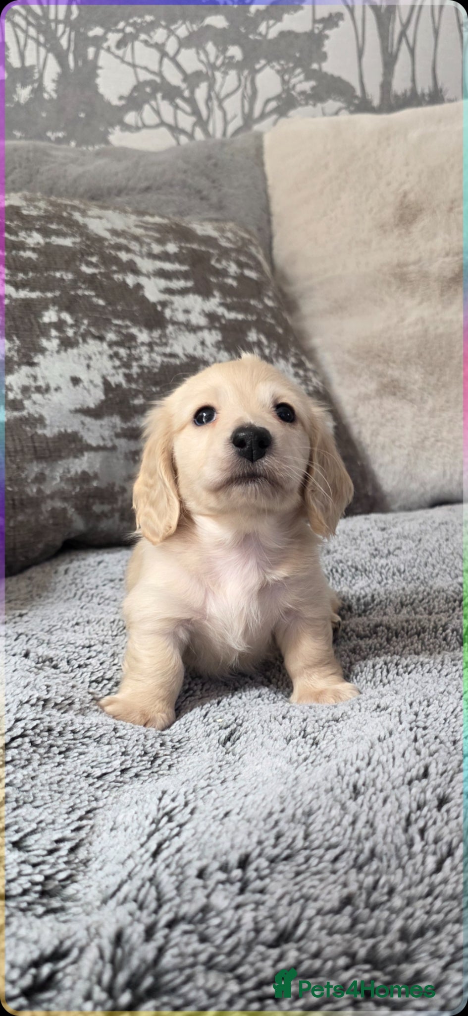 Miniature Dachshund dogs Cream Miniature long-haired  - Advert 15