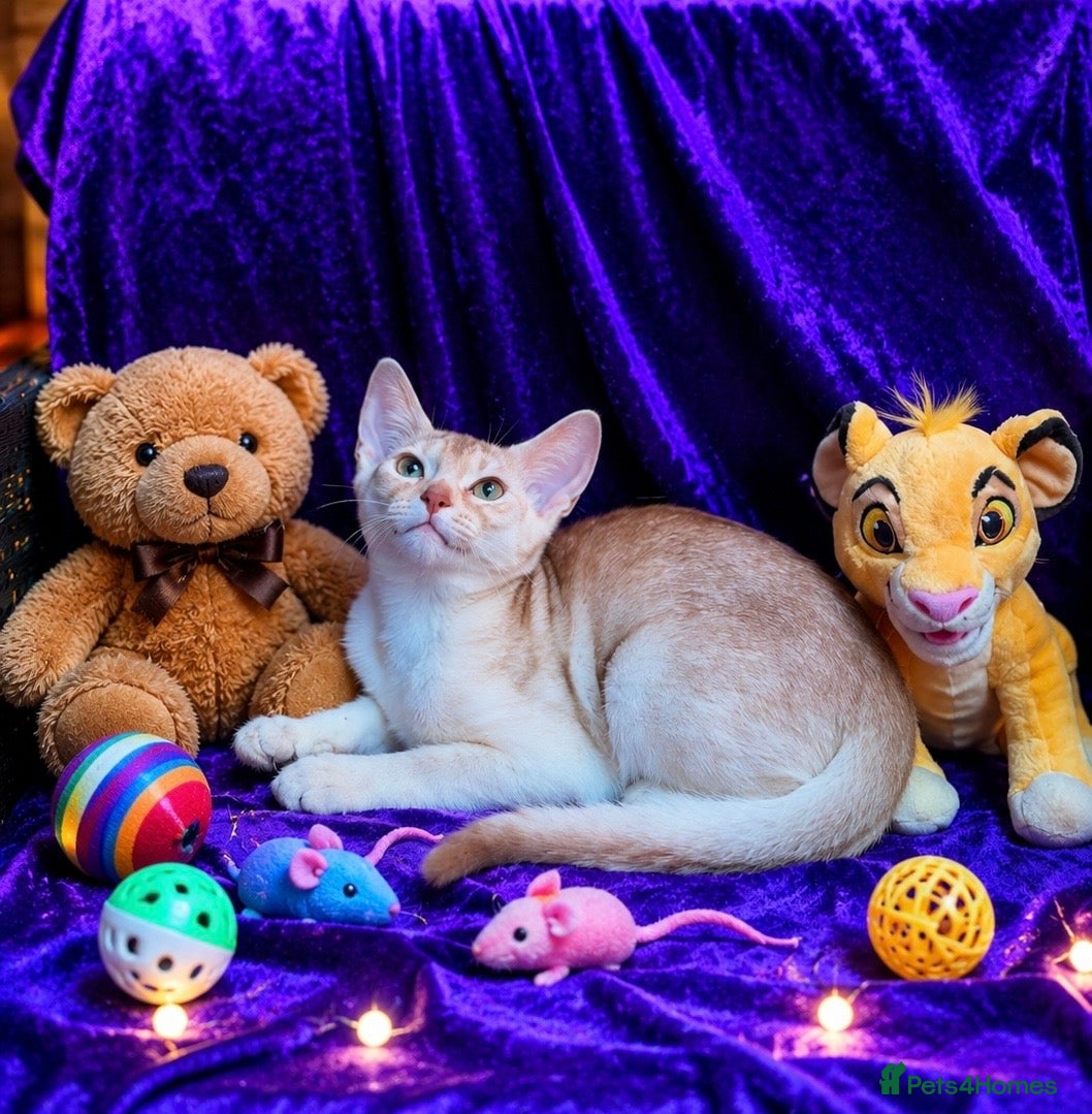 Abyssinian cats     YangYang (阳阳) ❤️🏆CHAMPION ln Abyssinian - Advert 1