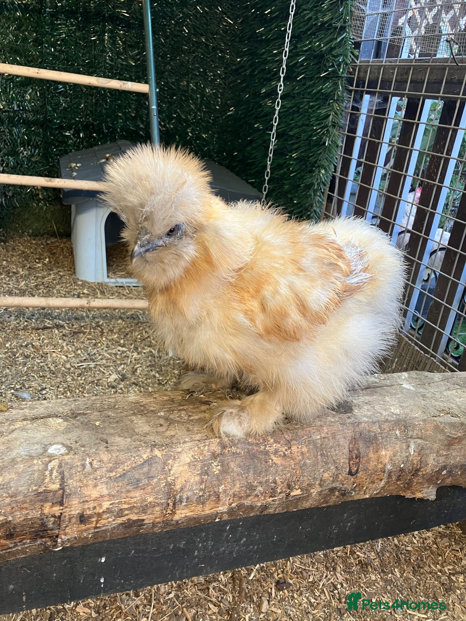 Chickens poultry Silkie bantam hens - Advert 10