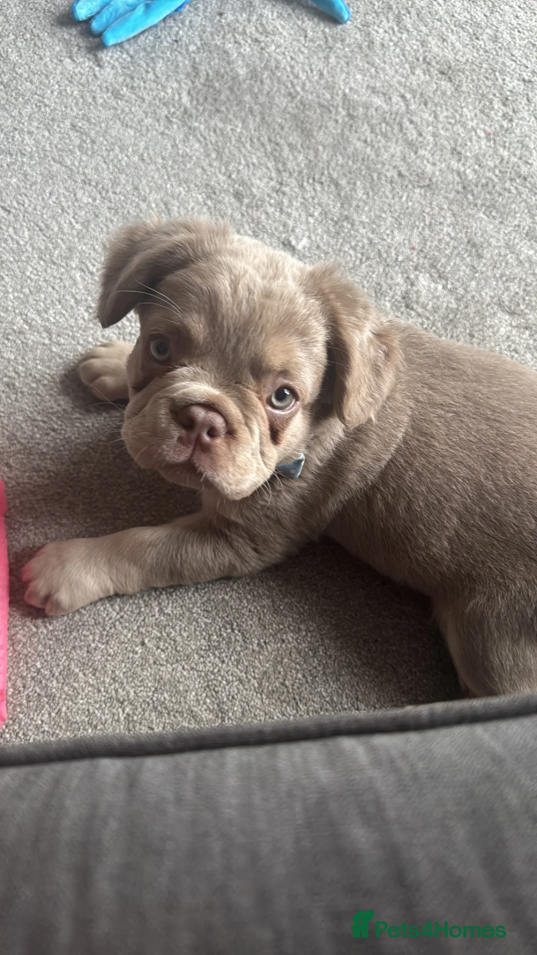 French Bulldog dogs for stud: 🐾 fluffy French Bulldog available for Stud 🐾 - Advert 16