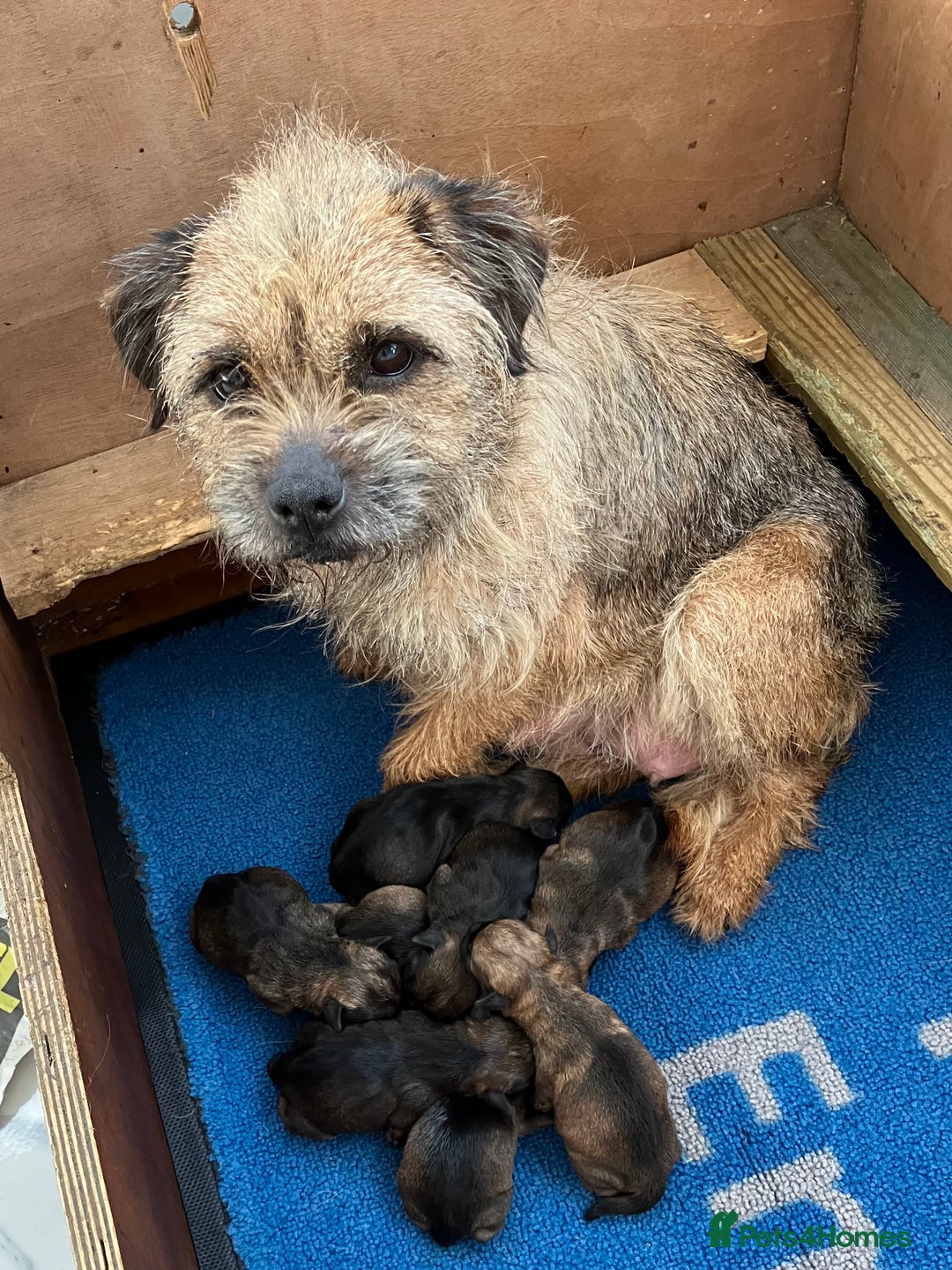 Border Terrier dogs for sale: Border terrier puppies - Advert 3