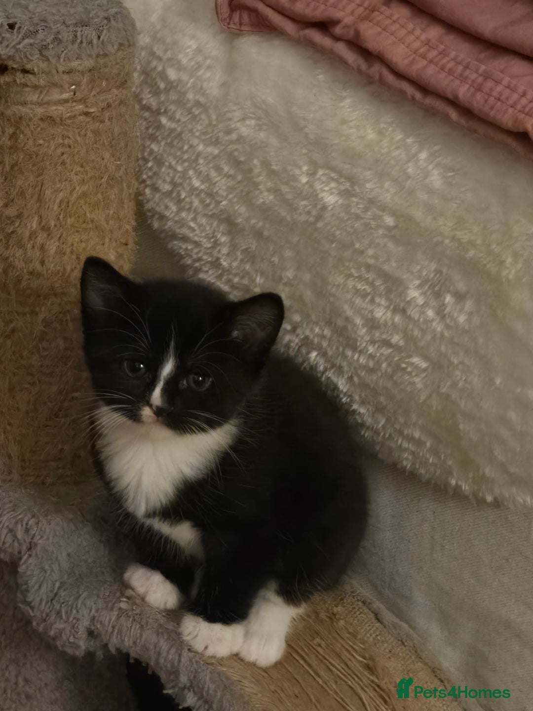 Mixed Breed cats for sale: Kittens looking for loving homes  - Advert 7